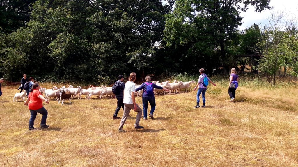 Teamevent Schafe hüten