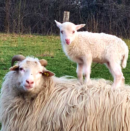 Schafe hüten als Teamevent